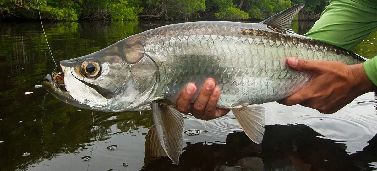 Isla del Sabalo