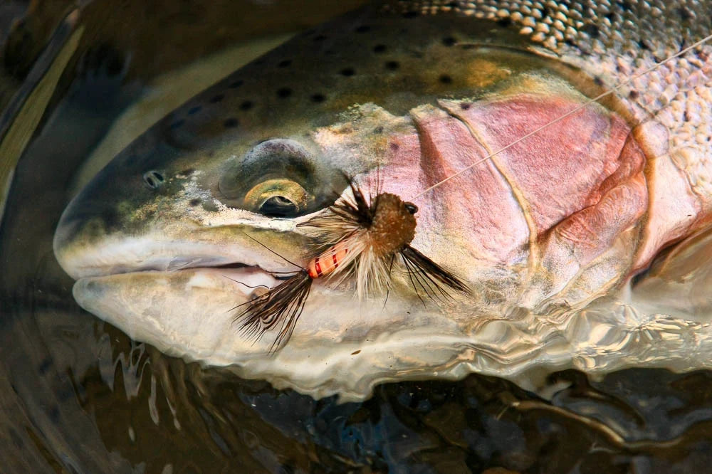 Bear Claw Lodge